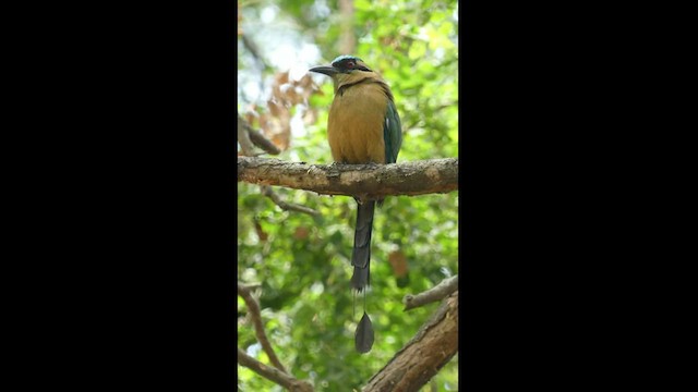 Whooping Motmot - ML498533581