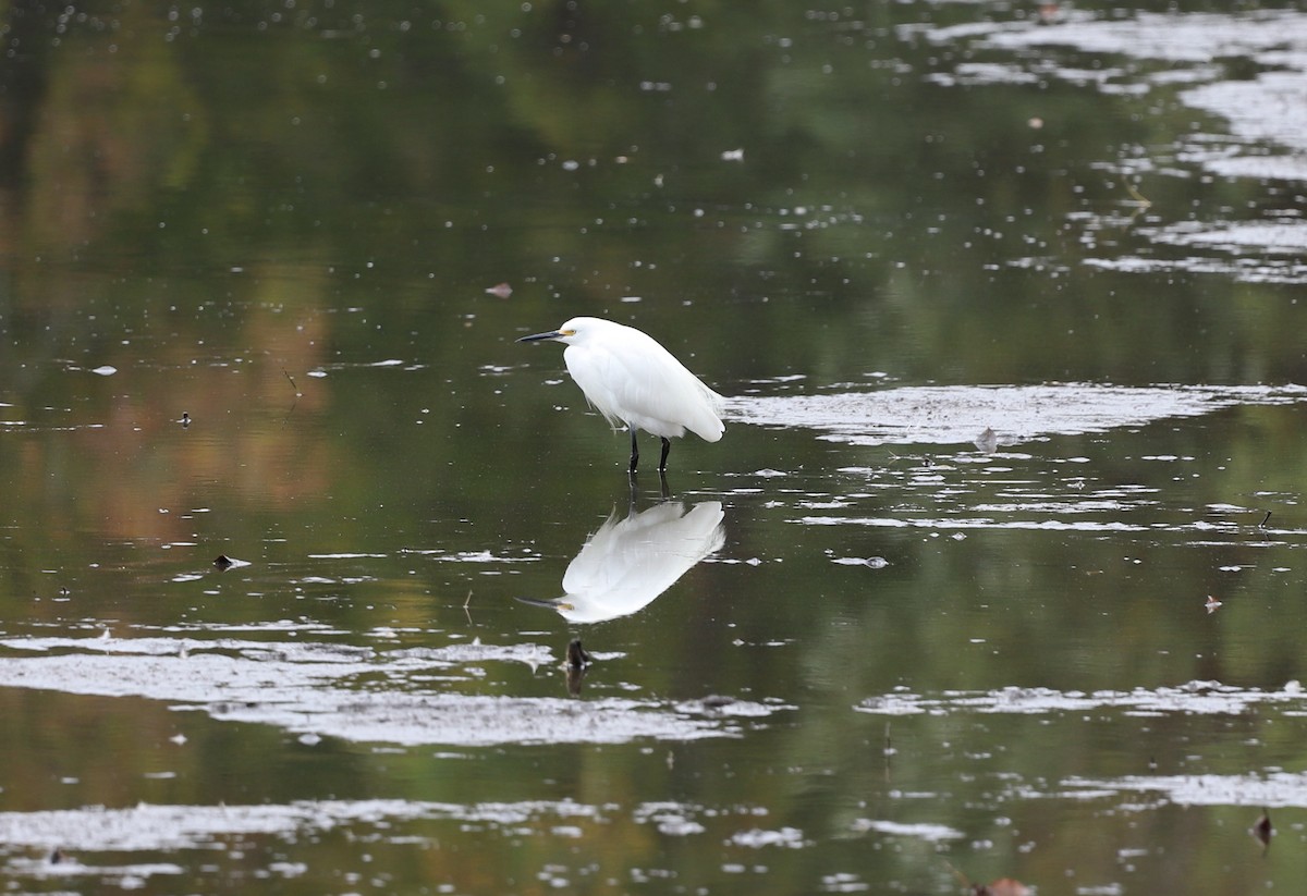 Snowy Egret - ML498533601