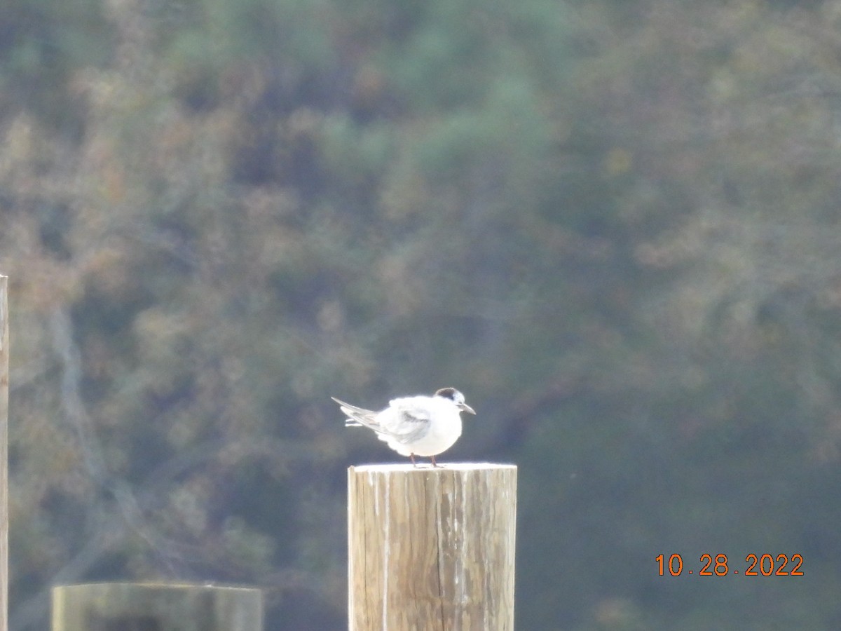 Forster's Tern - ML498533631