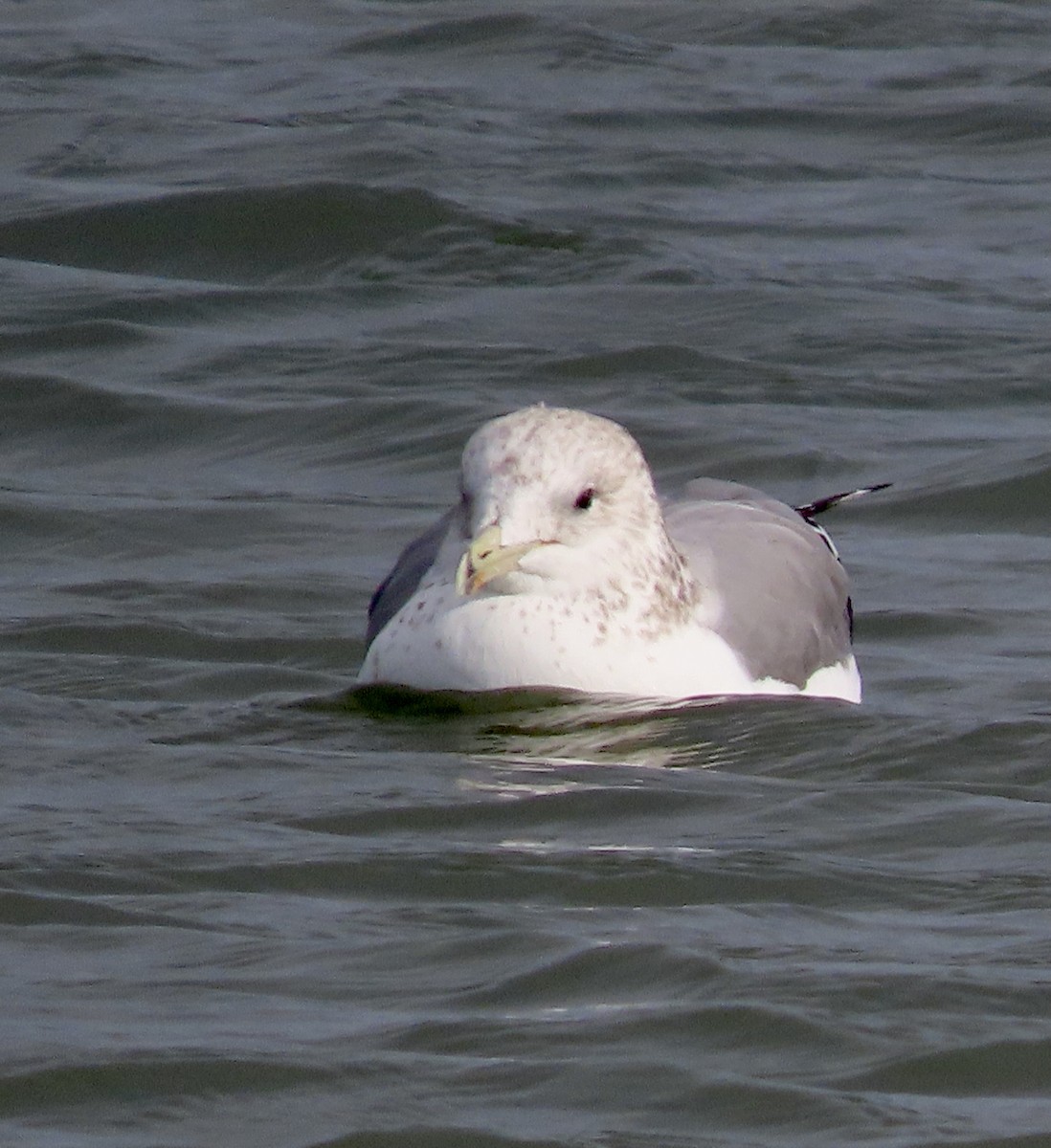 California Gull - ML498534801