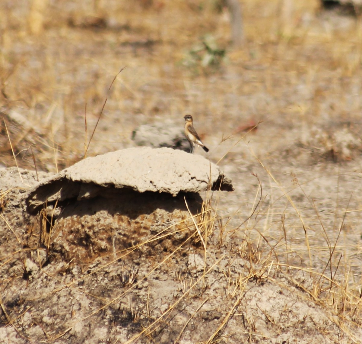 Heuglin's Wheatear - ML498535401