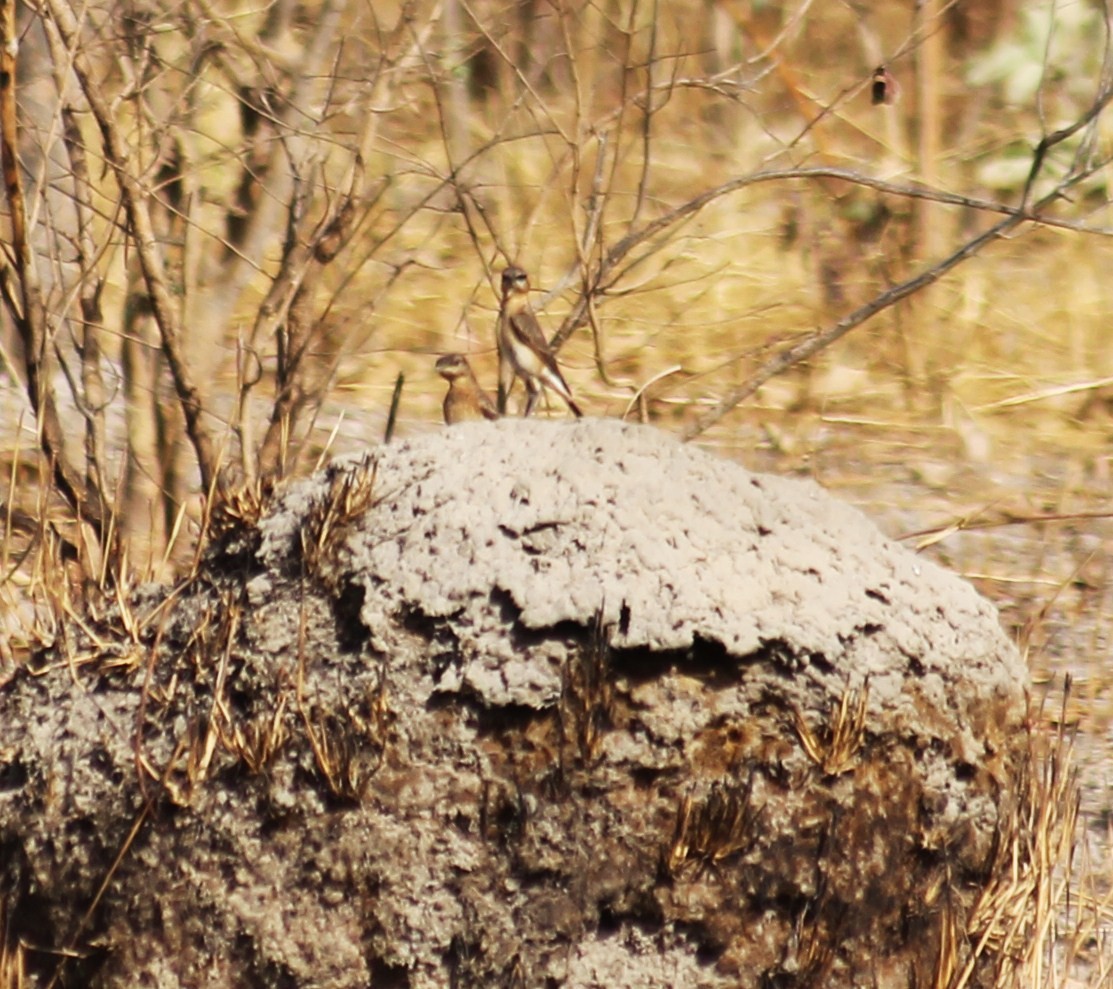 Heuglin's Wheatear - ML498535541