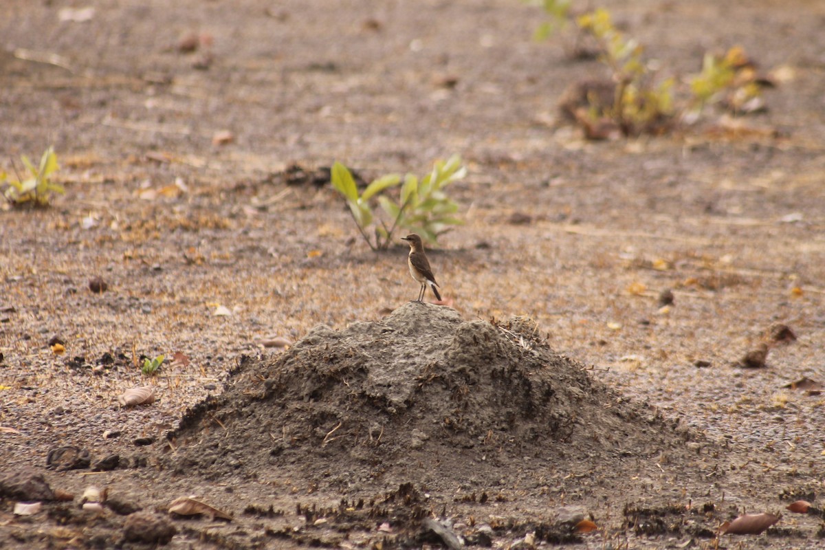 Heuglin's Wheatear - ML498535551