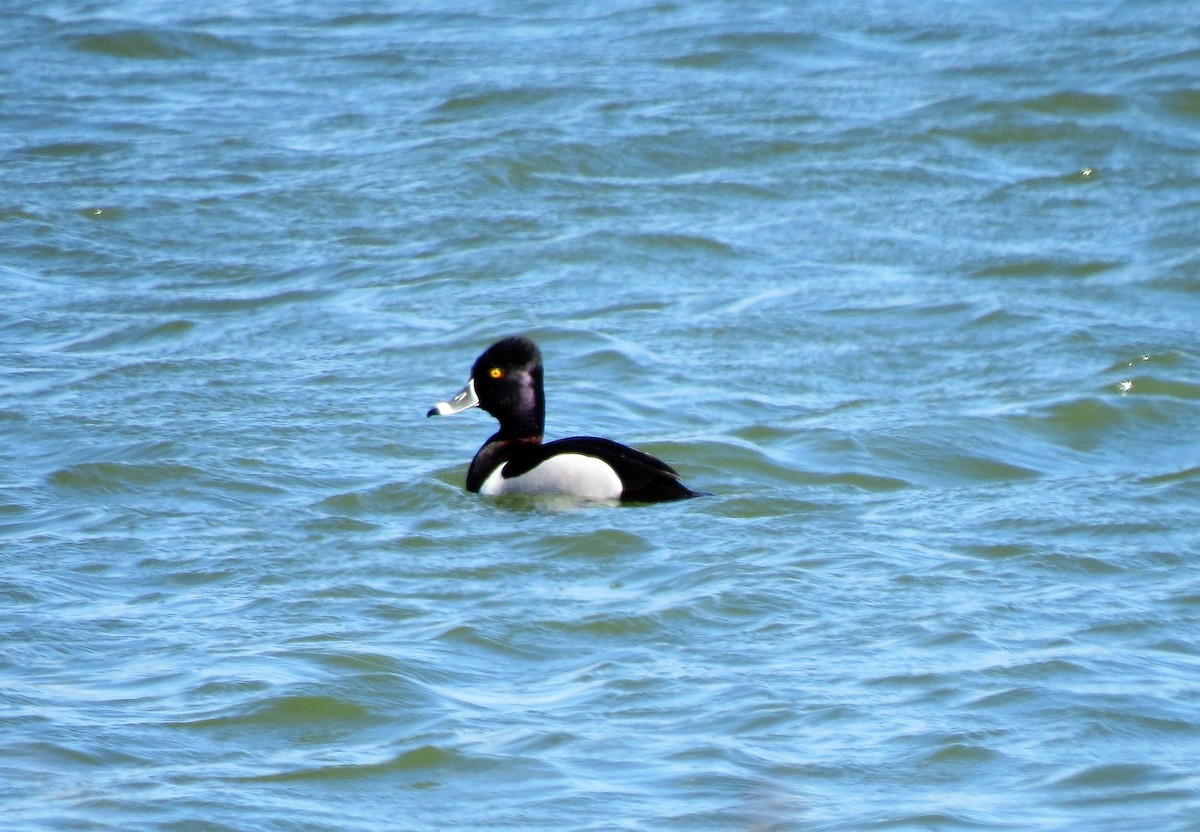 Ring-necked Duck - ML49853701