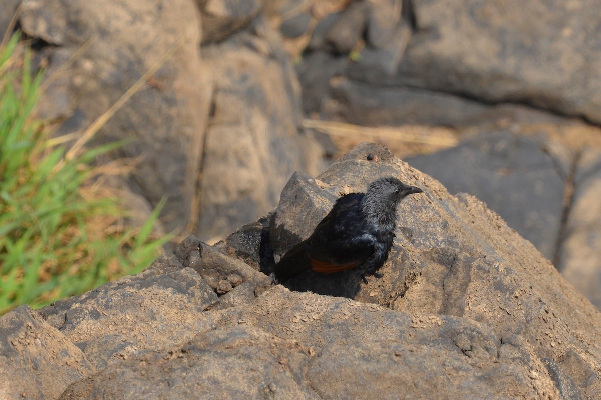 Red-winged Starling - ML498538651