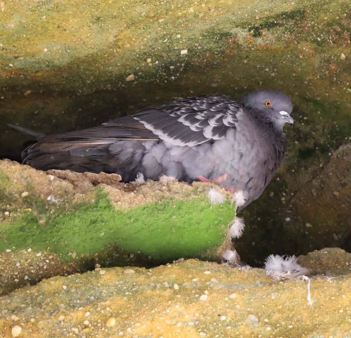 Rock Pigeon (Feral Pigeon) - ML498540531