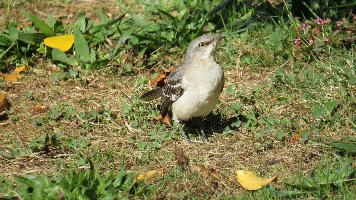 Northern Mockingbird - ML498541241