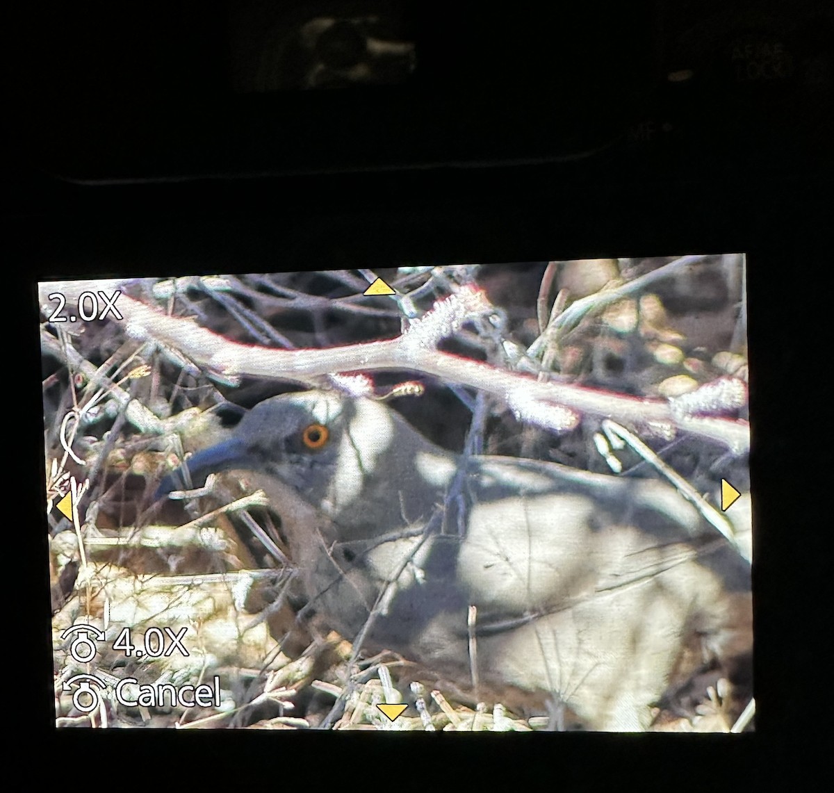 Curve-billed Thrasher - ML498544491