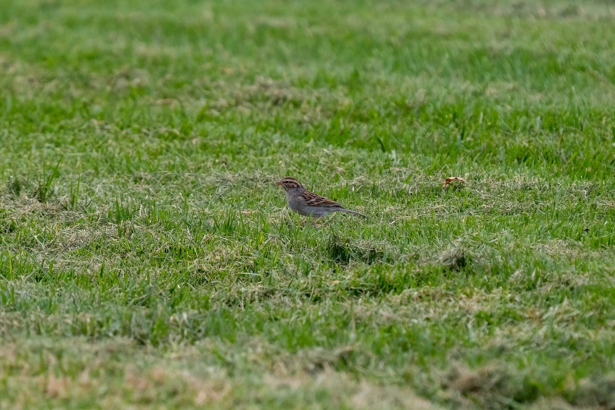 Chipping Sparrow - ML498545521