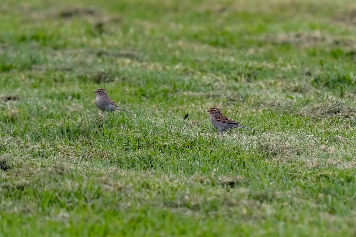 Chipping Sparrow - ML498545551