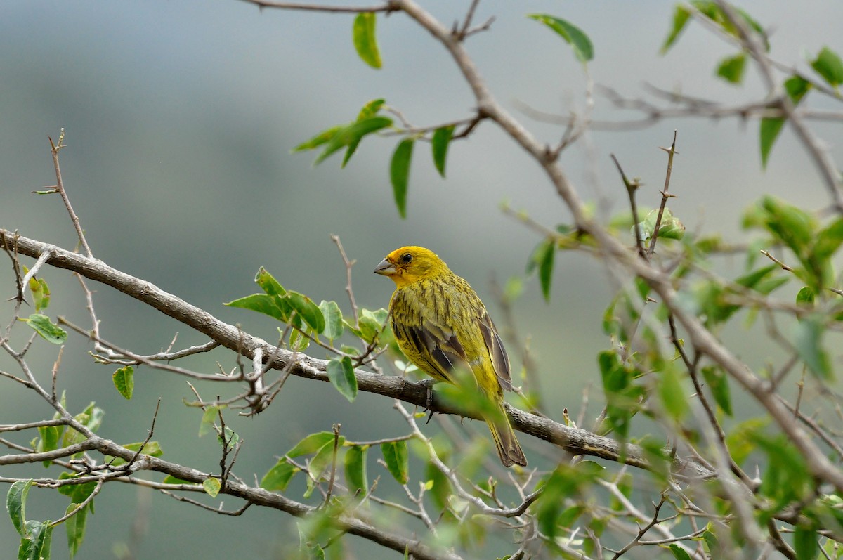 Saffron Finch - Fermin Zorrilla