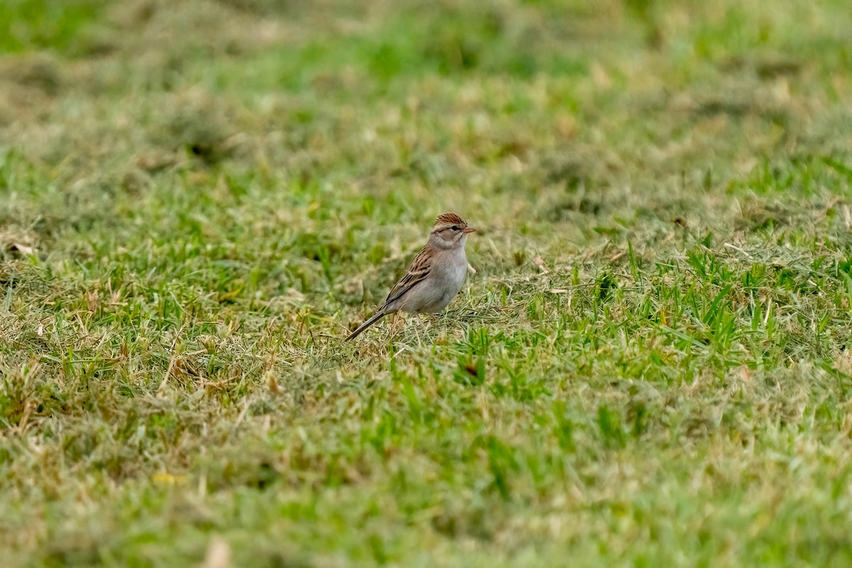 Chipping Sparrow - ML498546651