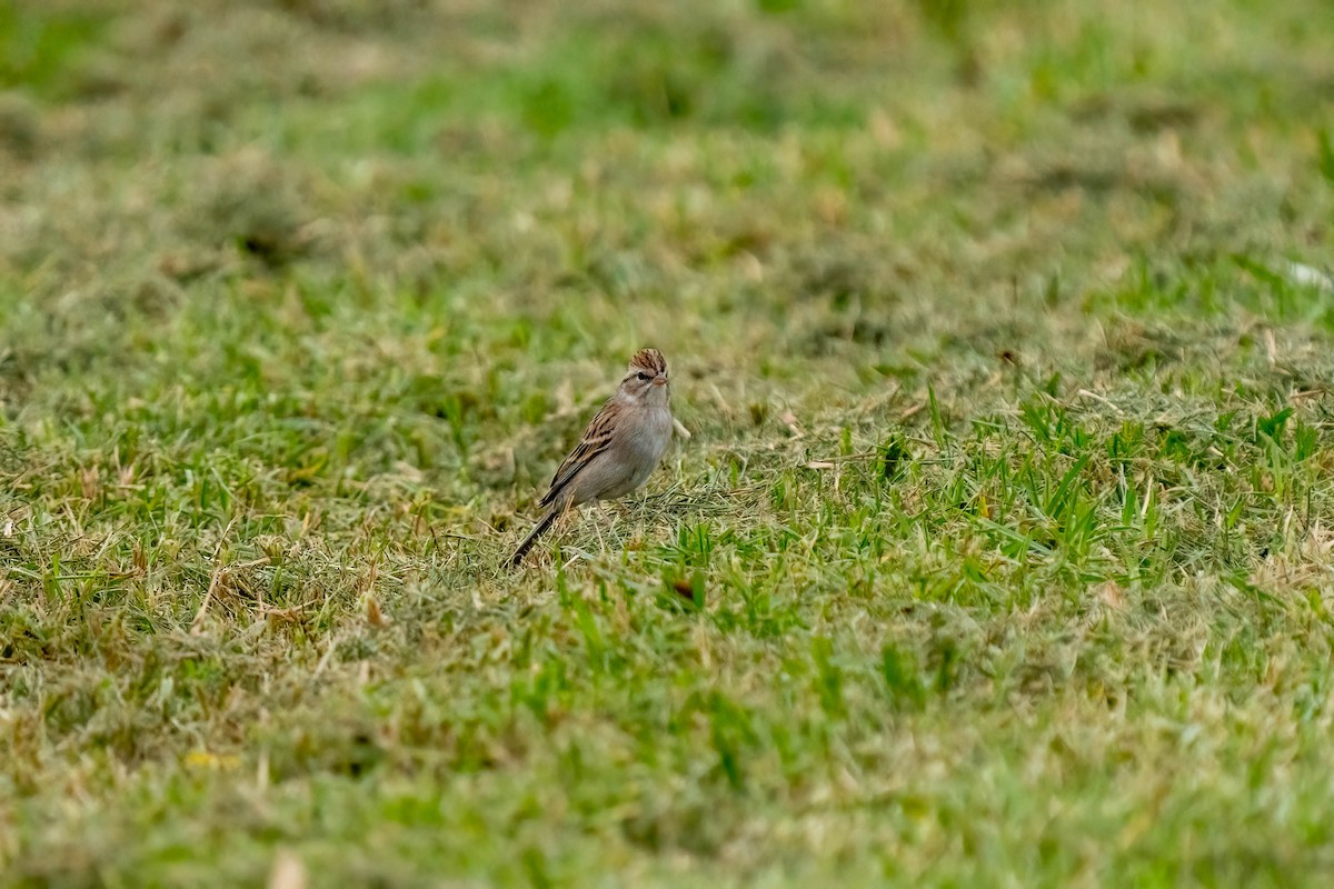 Chipping Sparrow - ML498546661