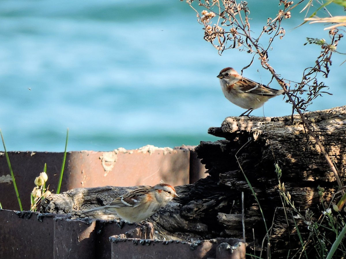 American Tree Sparrow - Melody Walsh