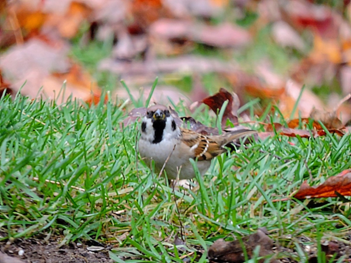 Eurasian Tree Sparrow - Melody Walsh