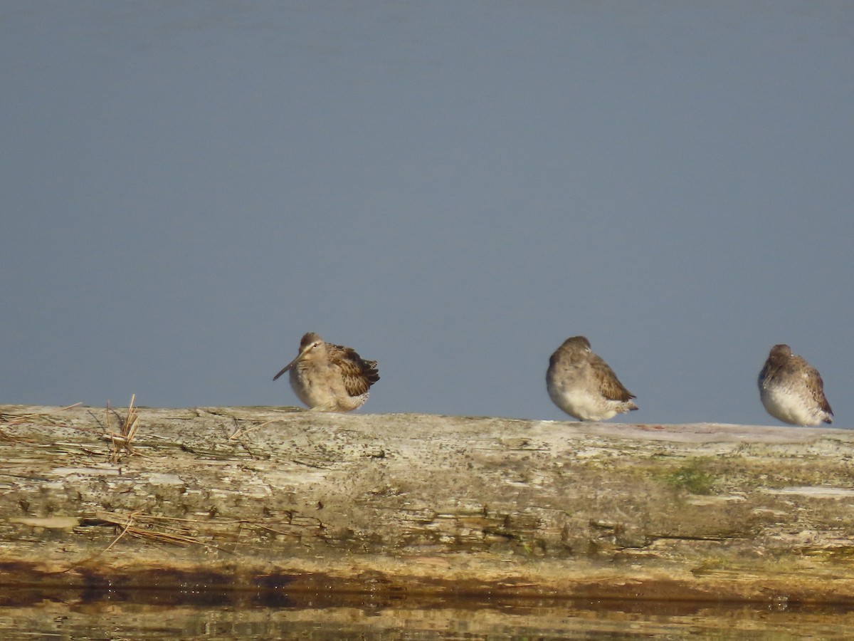 Long-billed Dowitcher - ML498548321