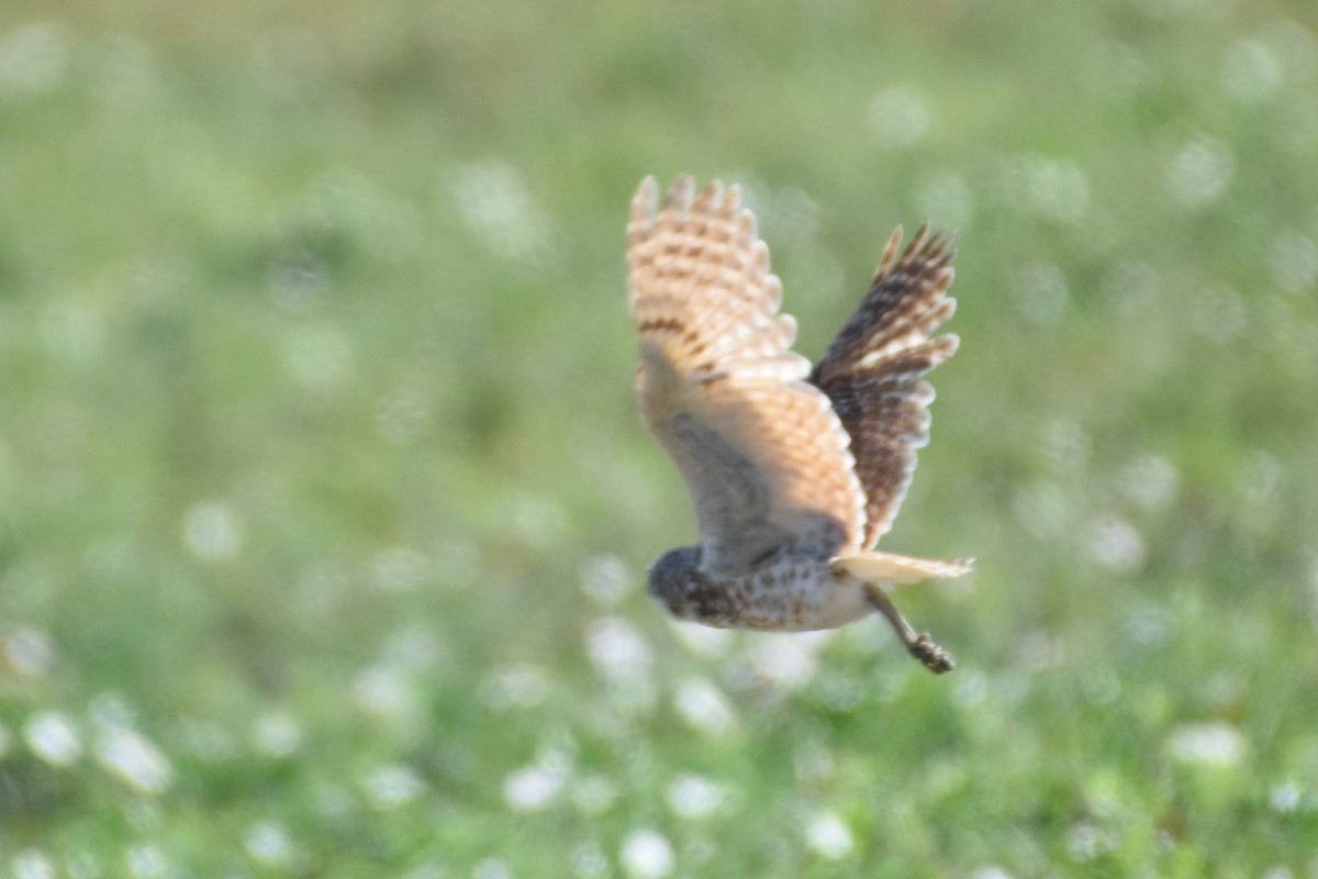Burrowing Owl - ML498549551