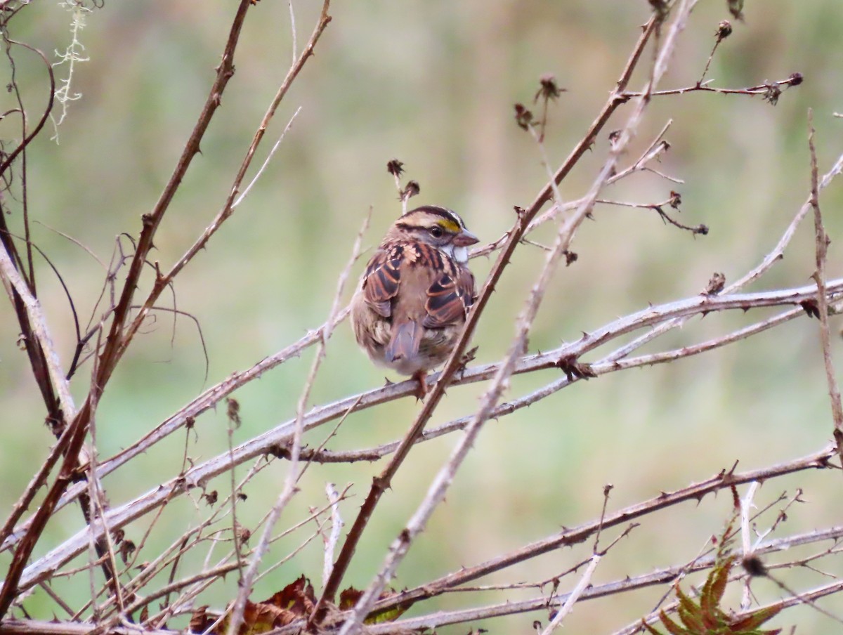 White-throated Sparrow - Anonymous