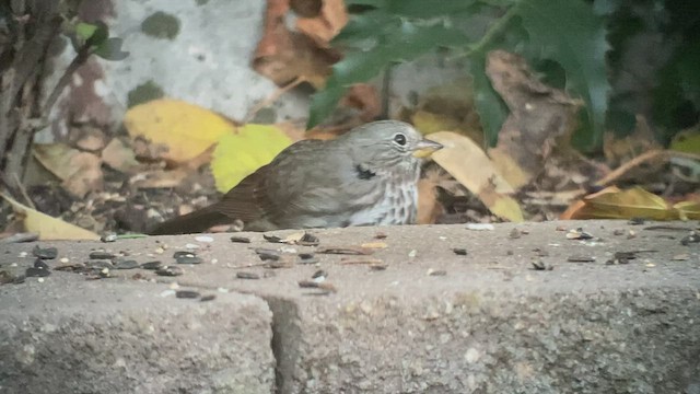 Fox Sparrow (Slate-colored) - ML498552761