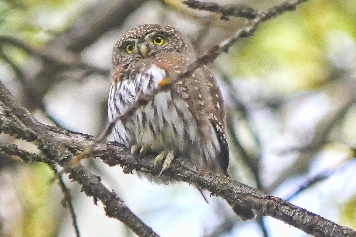 Northern Pygmy-Owl - ML498553711