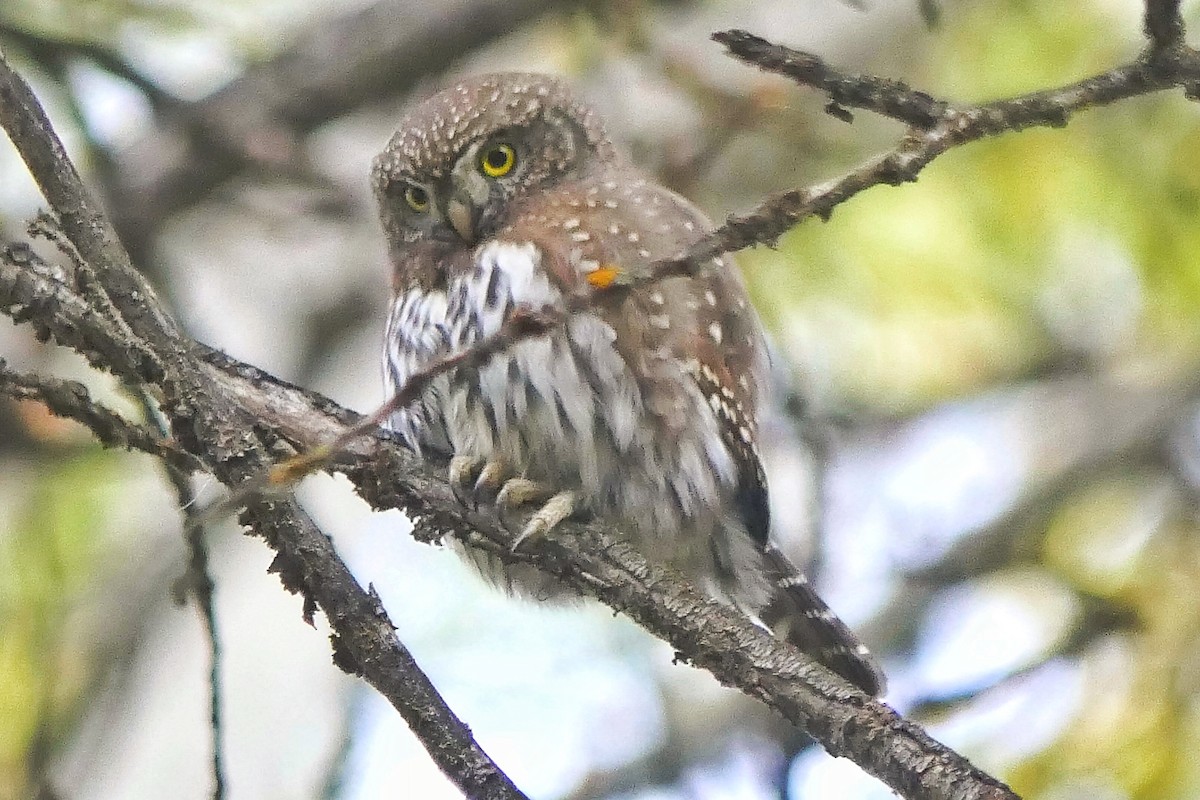 Northern Pygmy-Owl - ML498553721