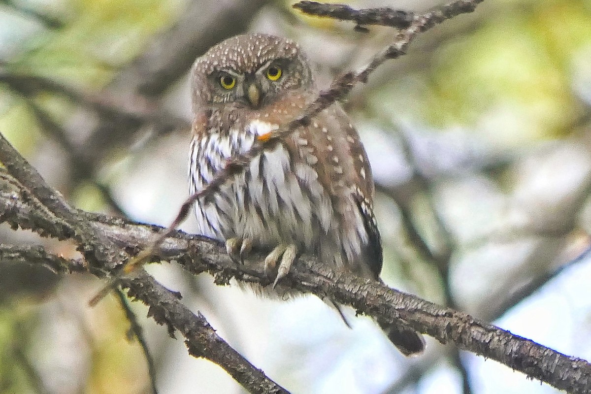 Northern Pygmy-Owl - ML498553731