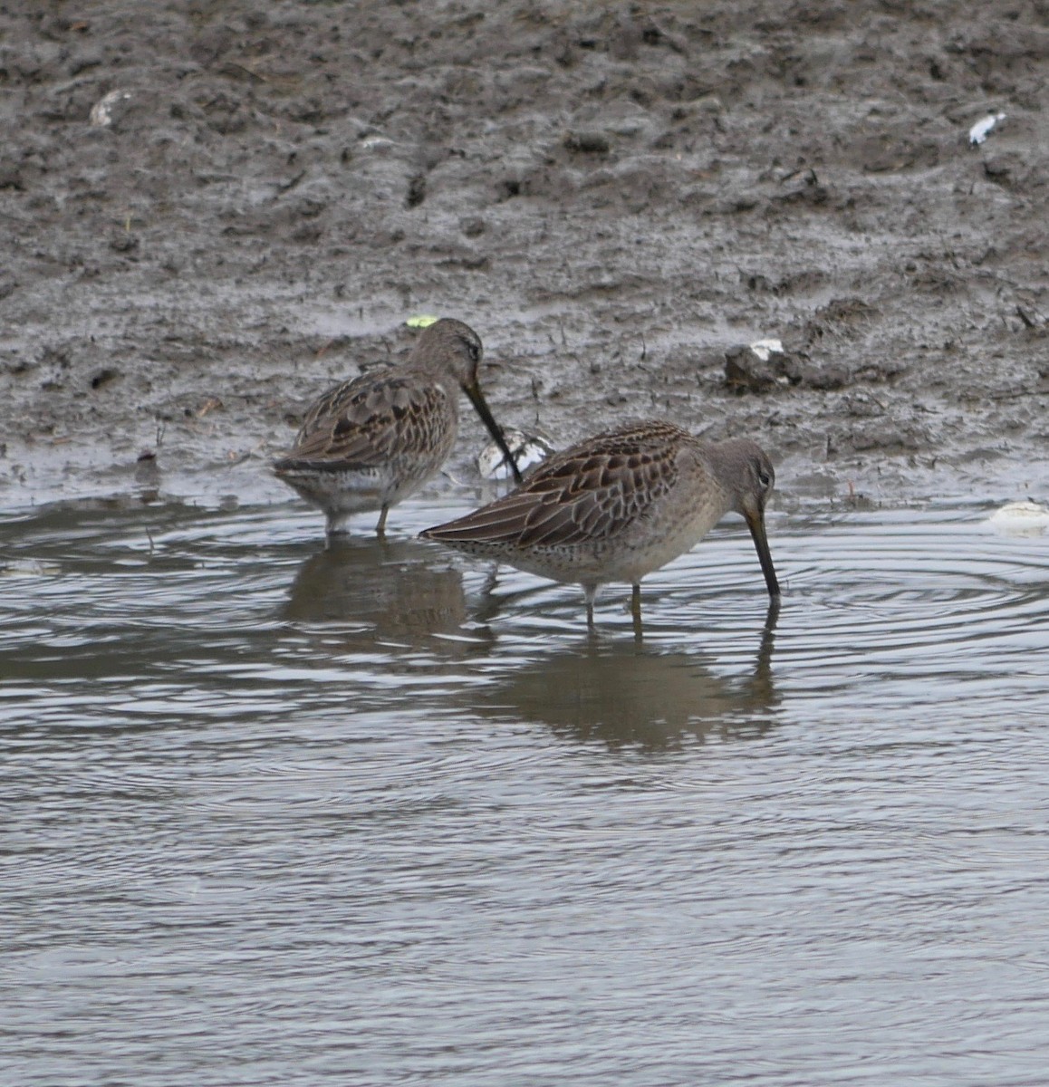 Long-billed Dowitcher - ML498555661