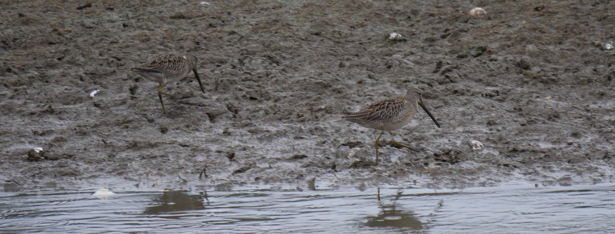 Long-billed Dowitcher - ML498555721