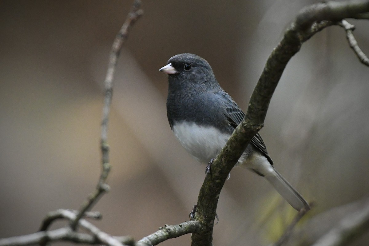 Dark-eyed Junco (Slate-colored) - ML498557881