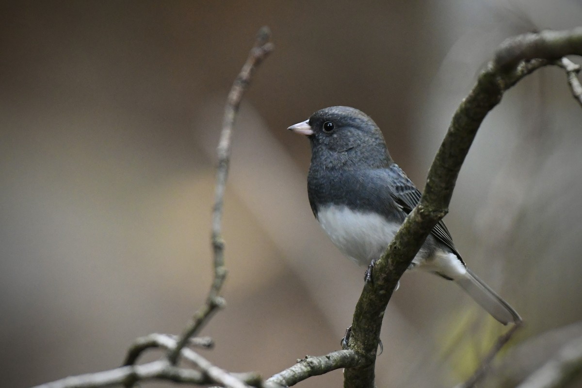 Dark-eyed Junco (Slate-colored) - ML498557891