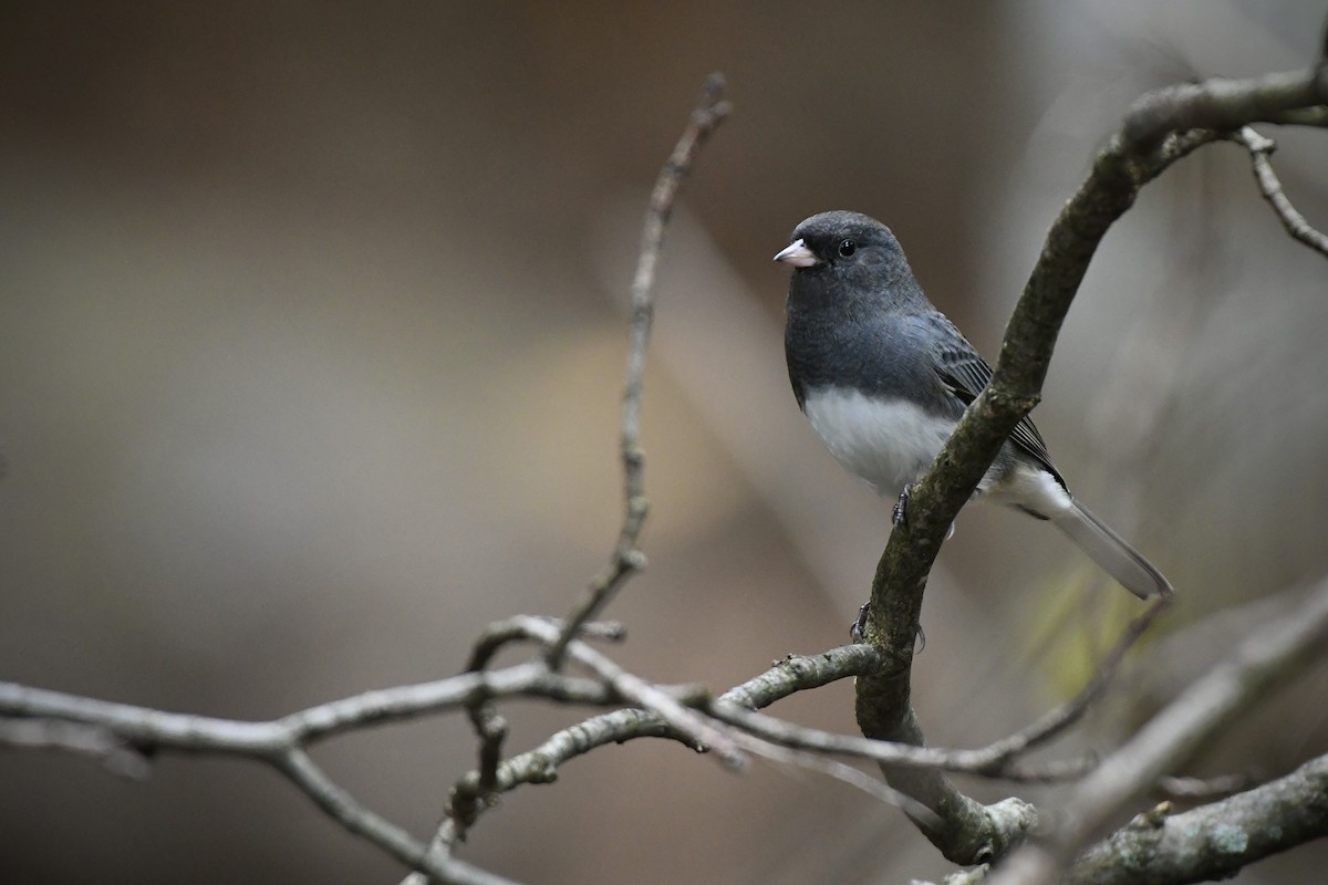 Dark-eyed Junco (Slate-colored) - ML498557901