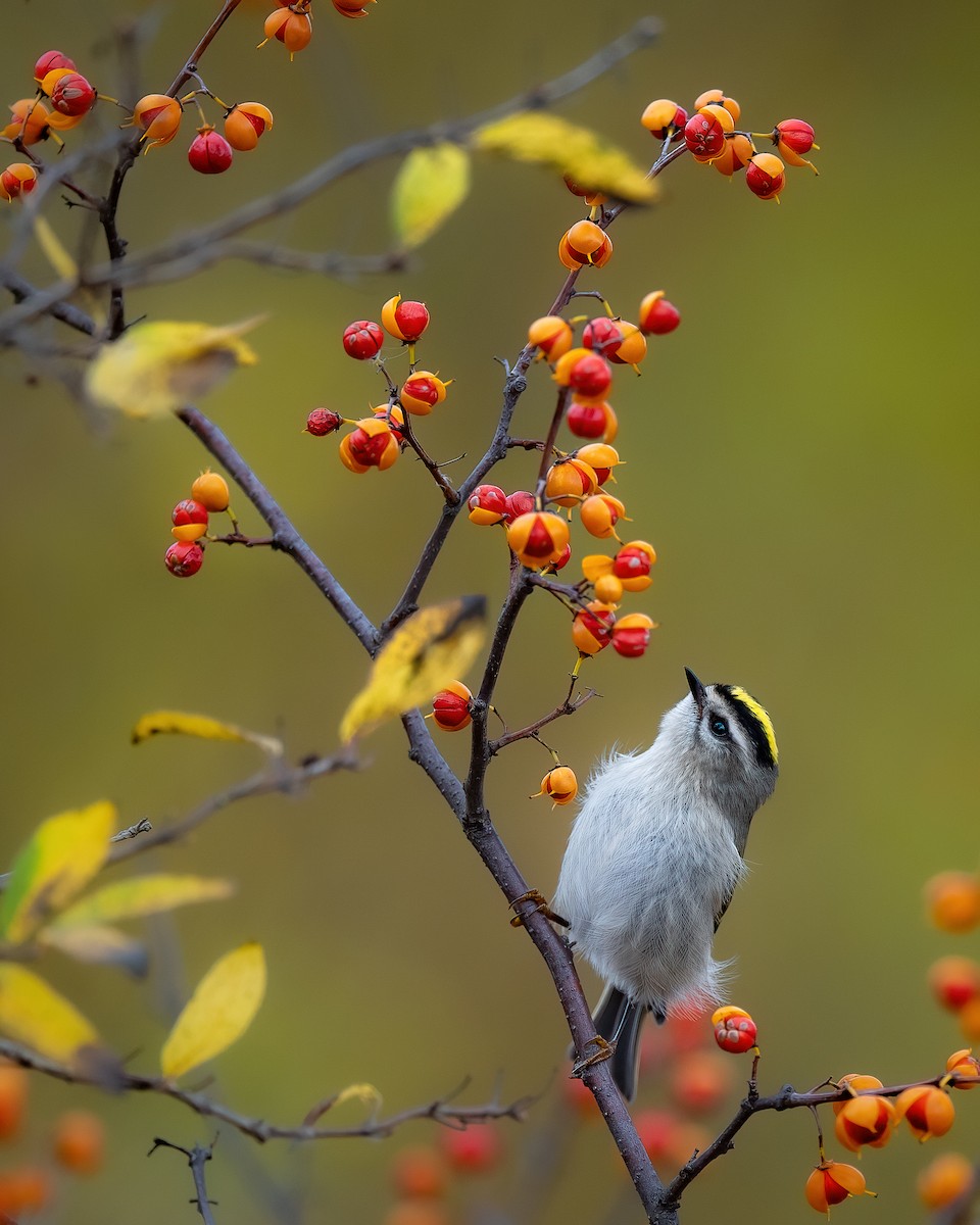 Golden-crowned Kinglet - Jason Jablonski