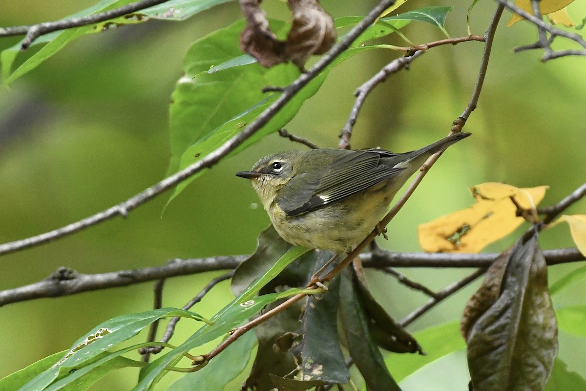 Black-throated Blue Warbler - ML498558291