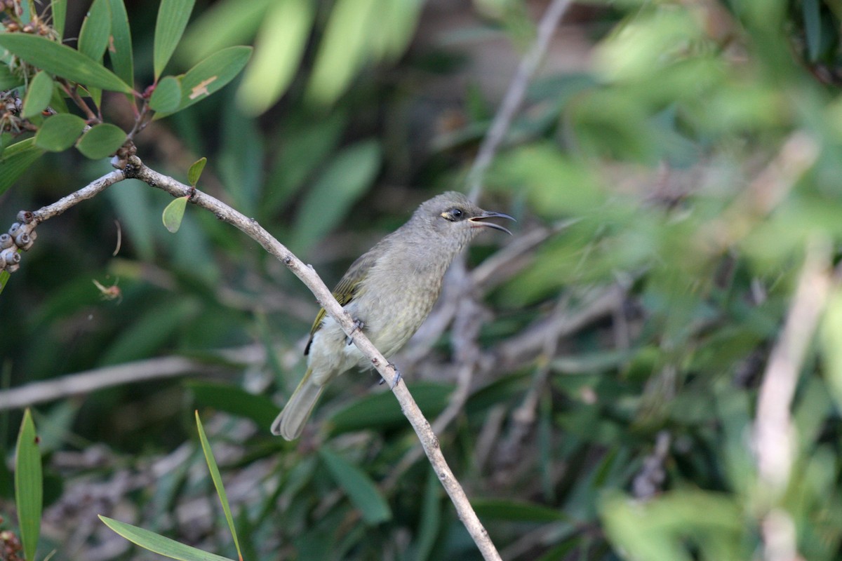 Brown Honeyeater - ML49855961