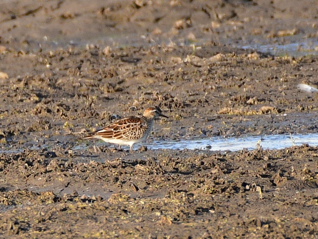 Bécasseau à poitrine cendrée - ML498559771