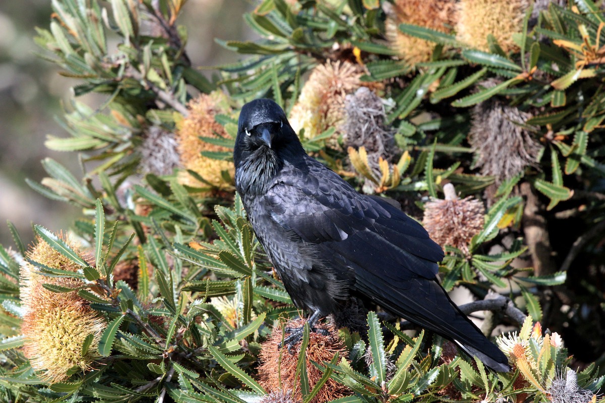 Australian Raven - ML49855991