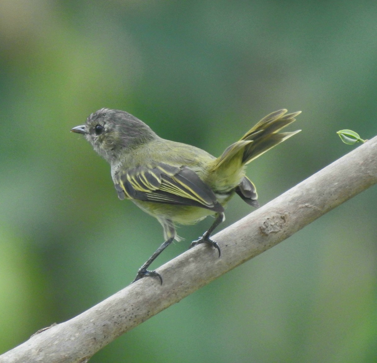 Mistletoe Tyrannulet - Jennifer Resinos