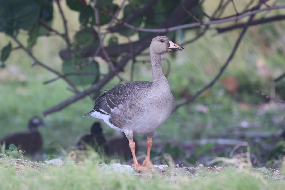Greater White-fronted Goose - ML498561571