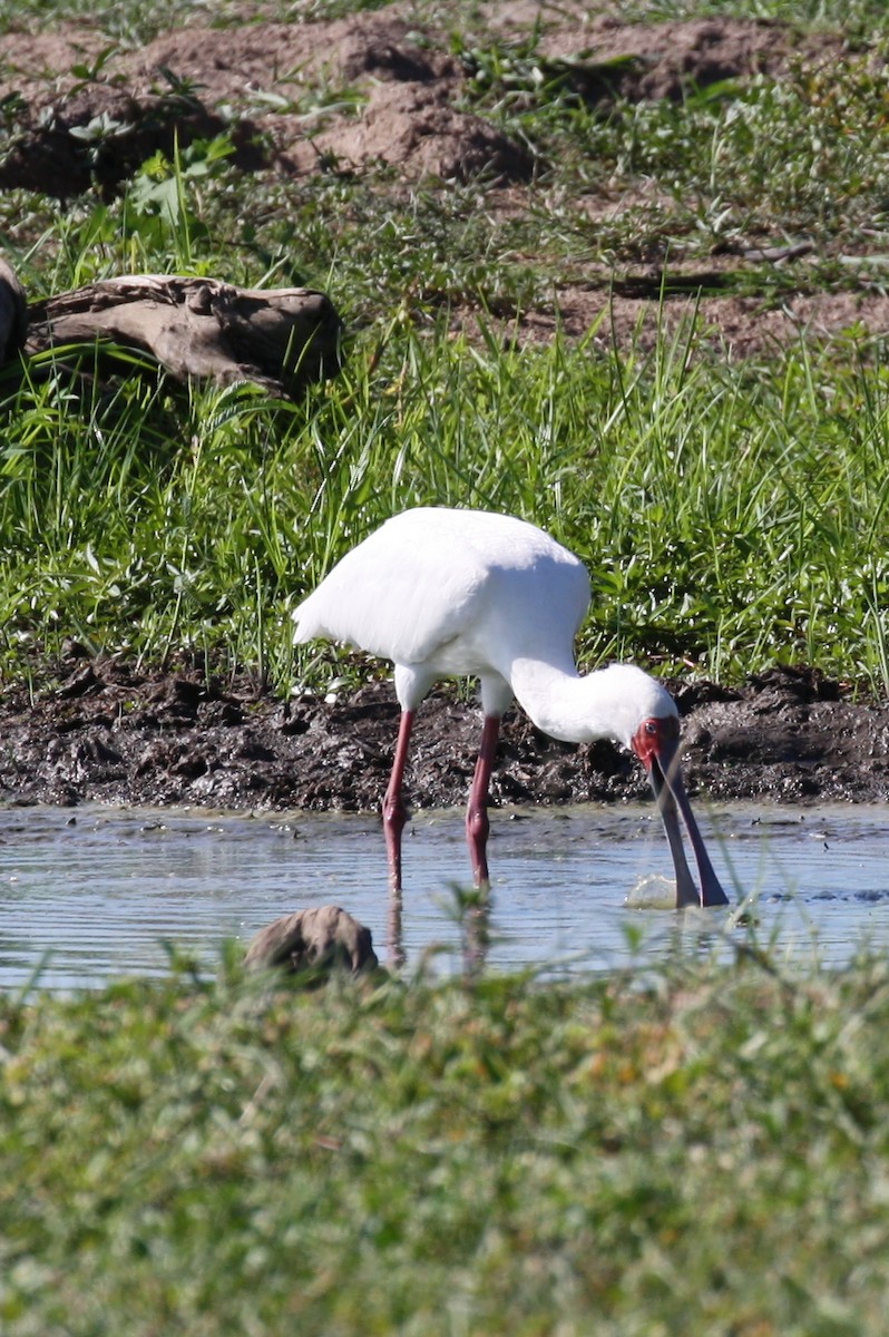 African Spoonbill - ML498561661