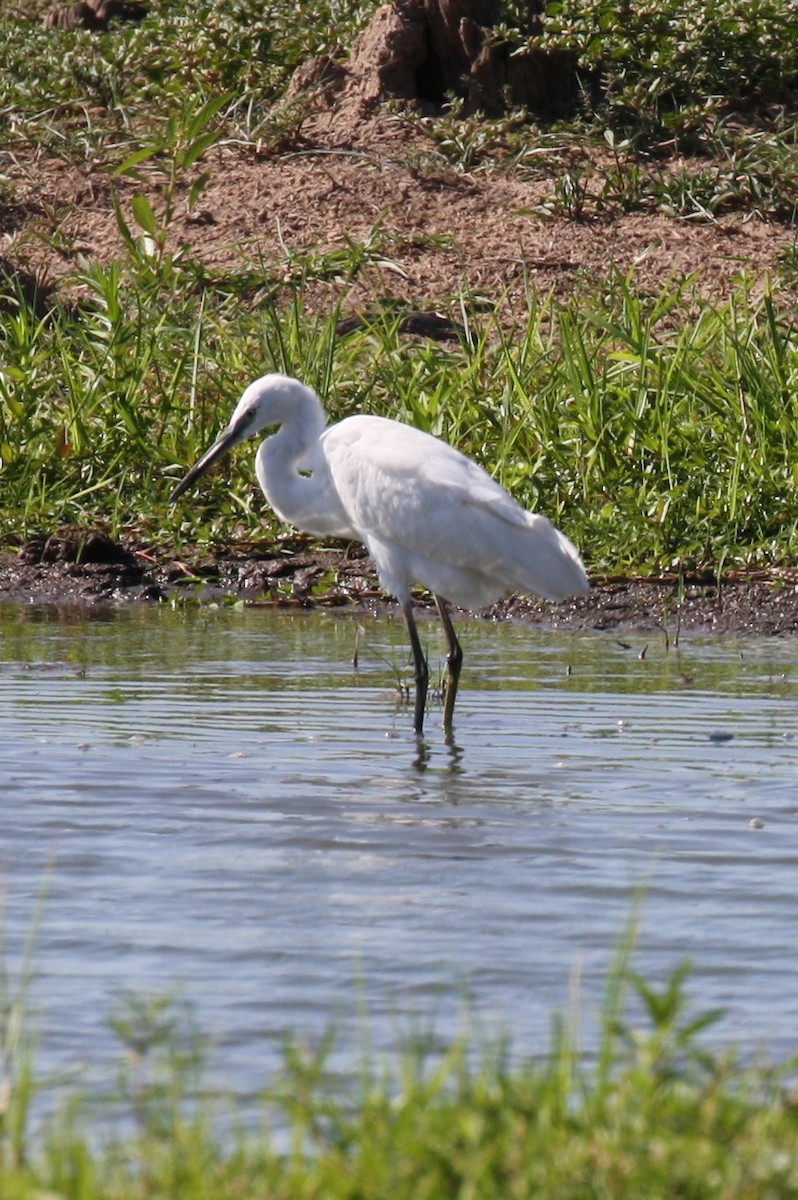 Little Egret - ML498561721