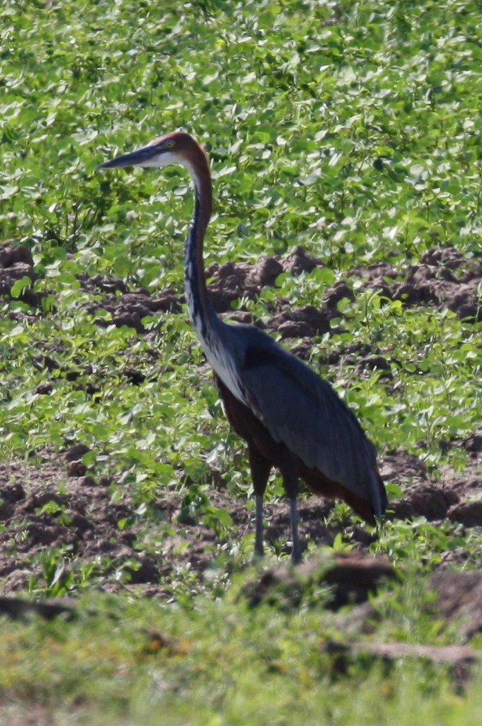 Goliath Heron - ML498561801