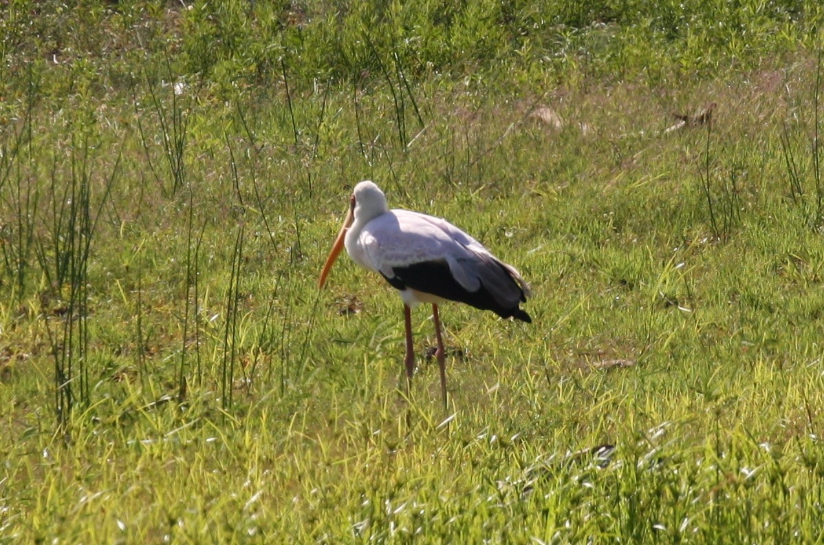 Yellow-billed Stork - ML498561871