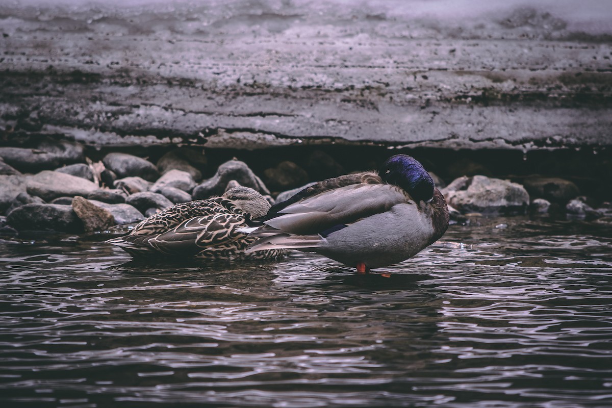 Canard colvert - ML498561881