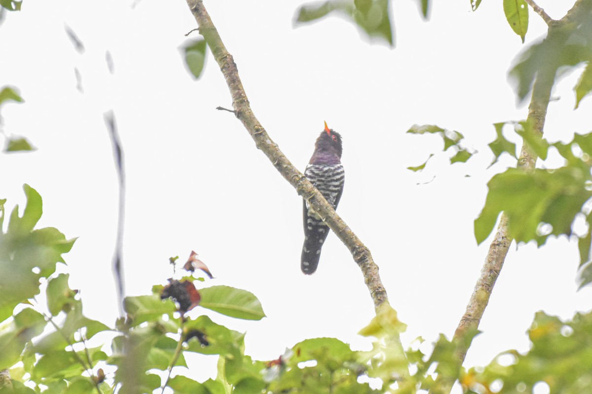 Violet Cuckoo - Thitiphon Wongkalasin