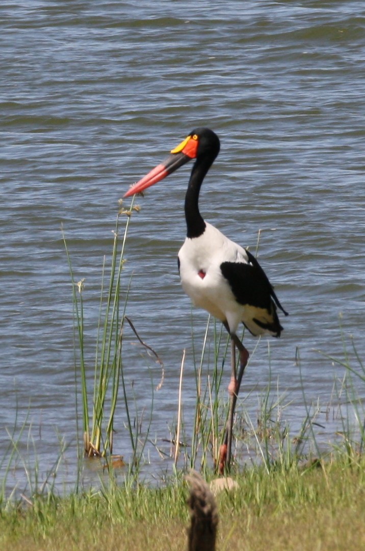 Saddle-billed Stork - ML498561971