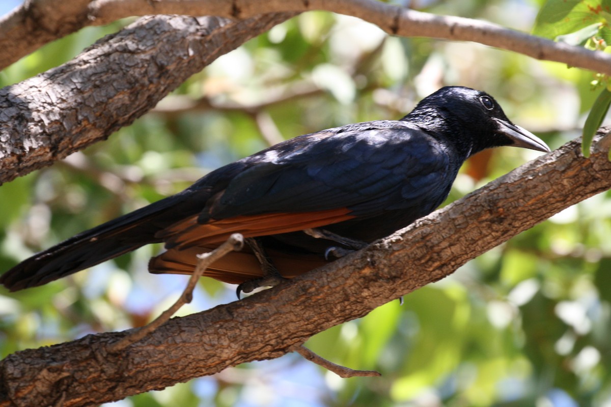 Red-winged Starling - ML498562041