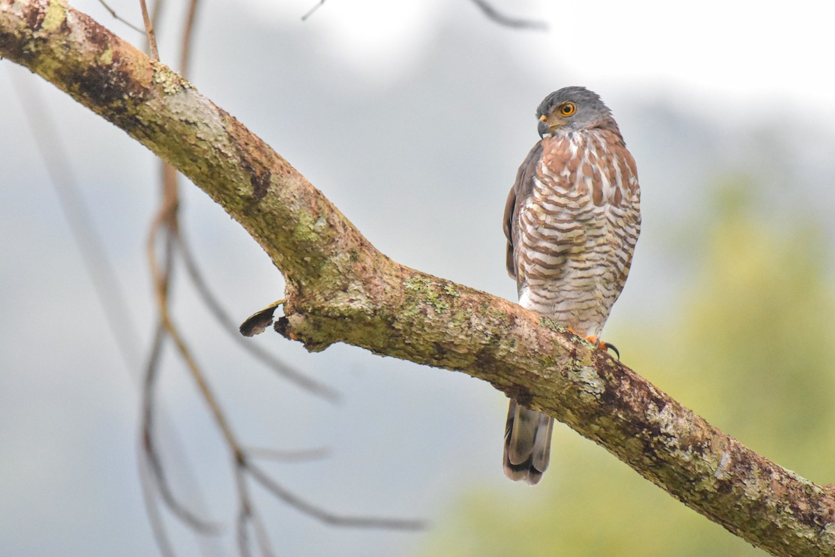 Crested Goshawk - ML498562081