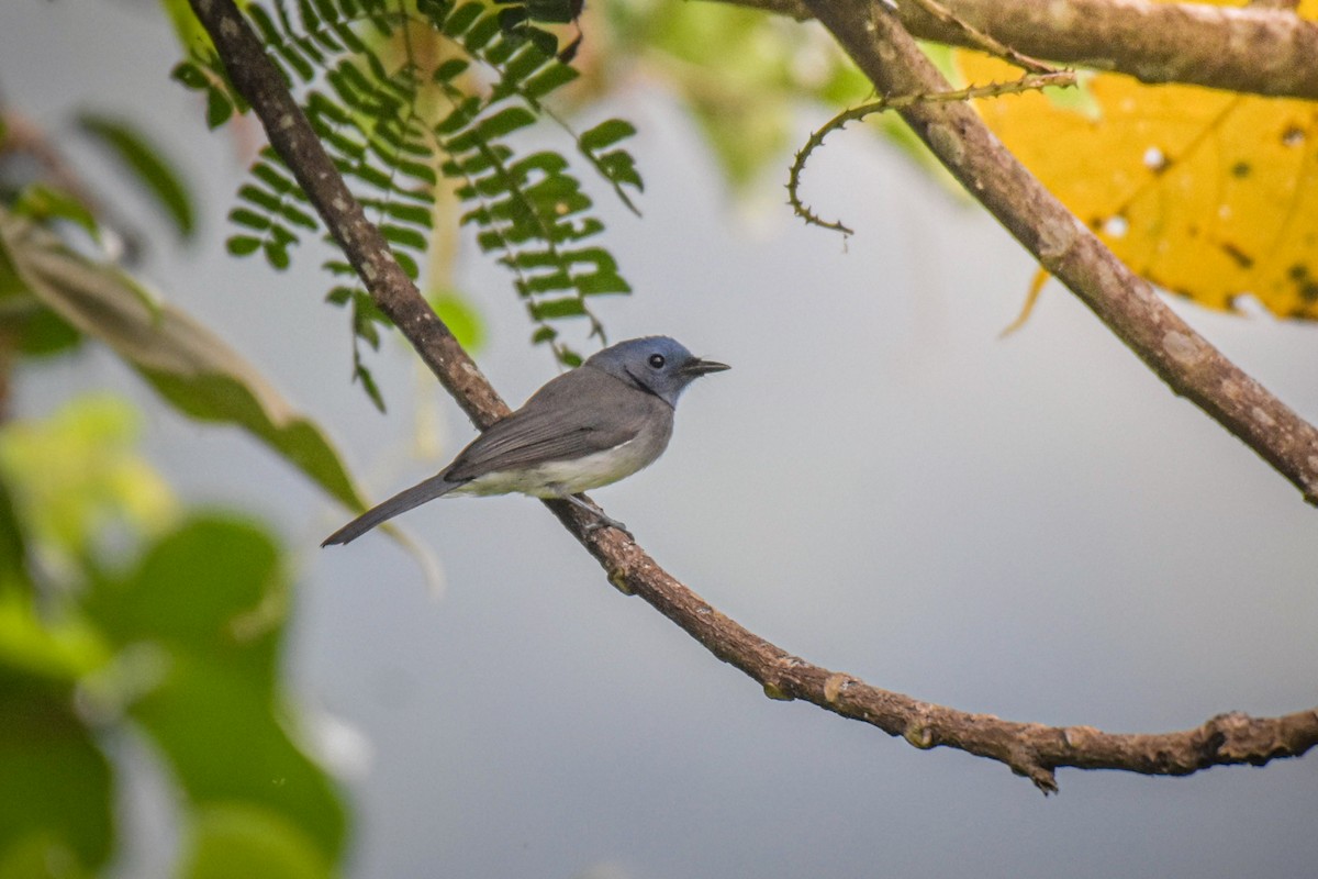 Black-naped Monarch - ML498562121