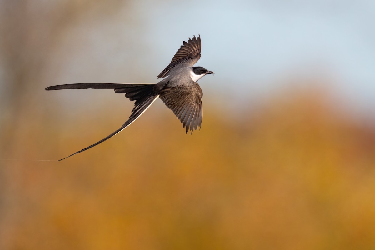 Fork-tailed Flycatcher - ML498562251