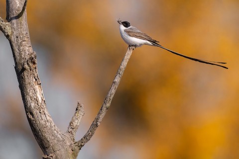 Fork-tailed Flycatcher - Tyrannus savana - メディア検索 - Macaulay